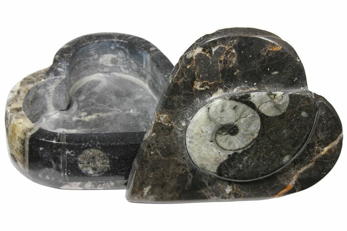 Fossiliferous Limestone Box With Goniatites & Orthoceras #123549